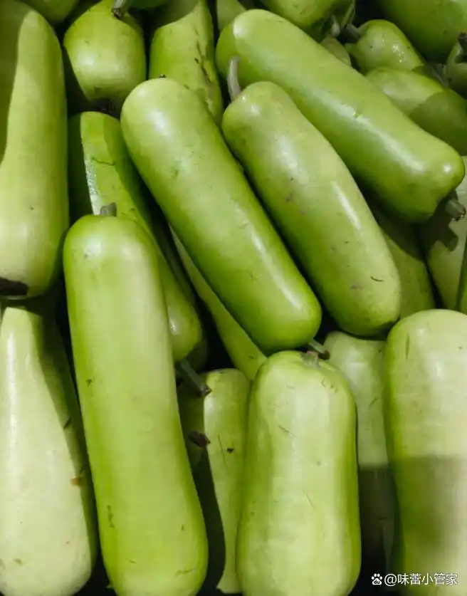 【München】蒲瓜 Bầu 1kg